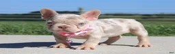 French Bulldog dogs for sale: Twinkle - Ad 4