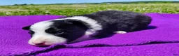 Border Collie dogs for sale: Eco - Ad 17