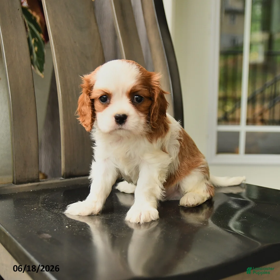 Cavalier King Charles Spaniel dogs for sale: Skyler - Ad 1