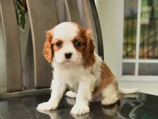 Cavalier King Charles Spaniel dogs for sale: Skyler - Ad 4