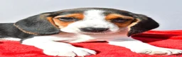 Beagle dogs for sale: Dakota - Ad 3