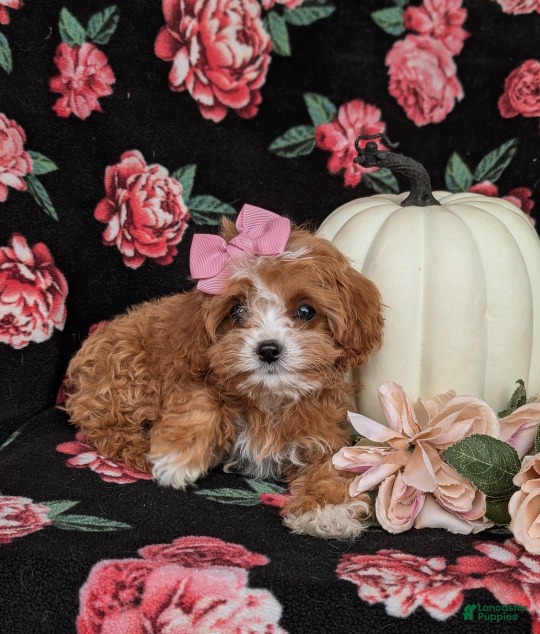 Cavapoo dogs for sale: Rylee - Ad 6
