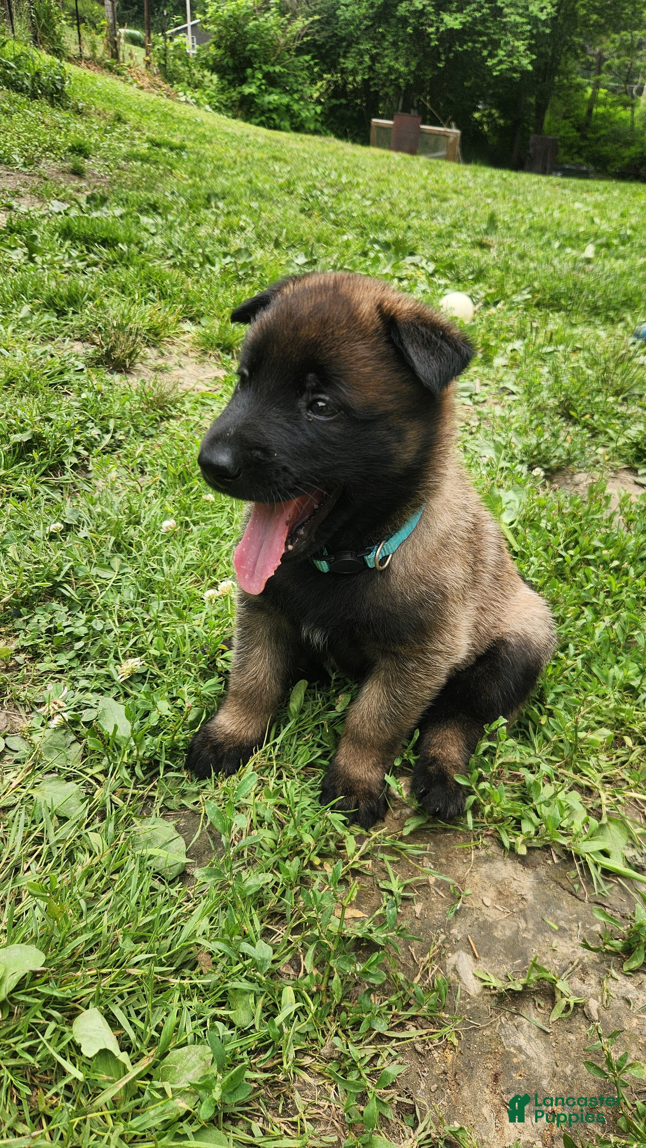 Belgian Malinois dogs Echo (Lt Blue) - Ad 21