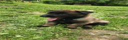 Belgian Malinois dogs for sale: Echo (Lt Blue) - Ad 1