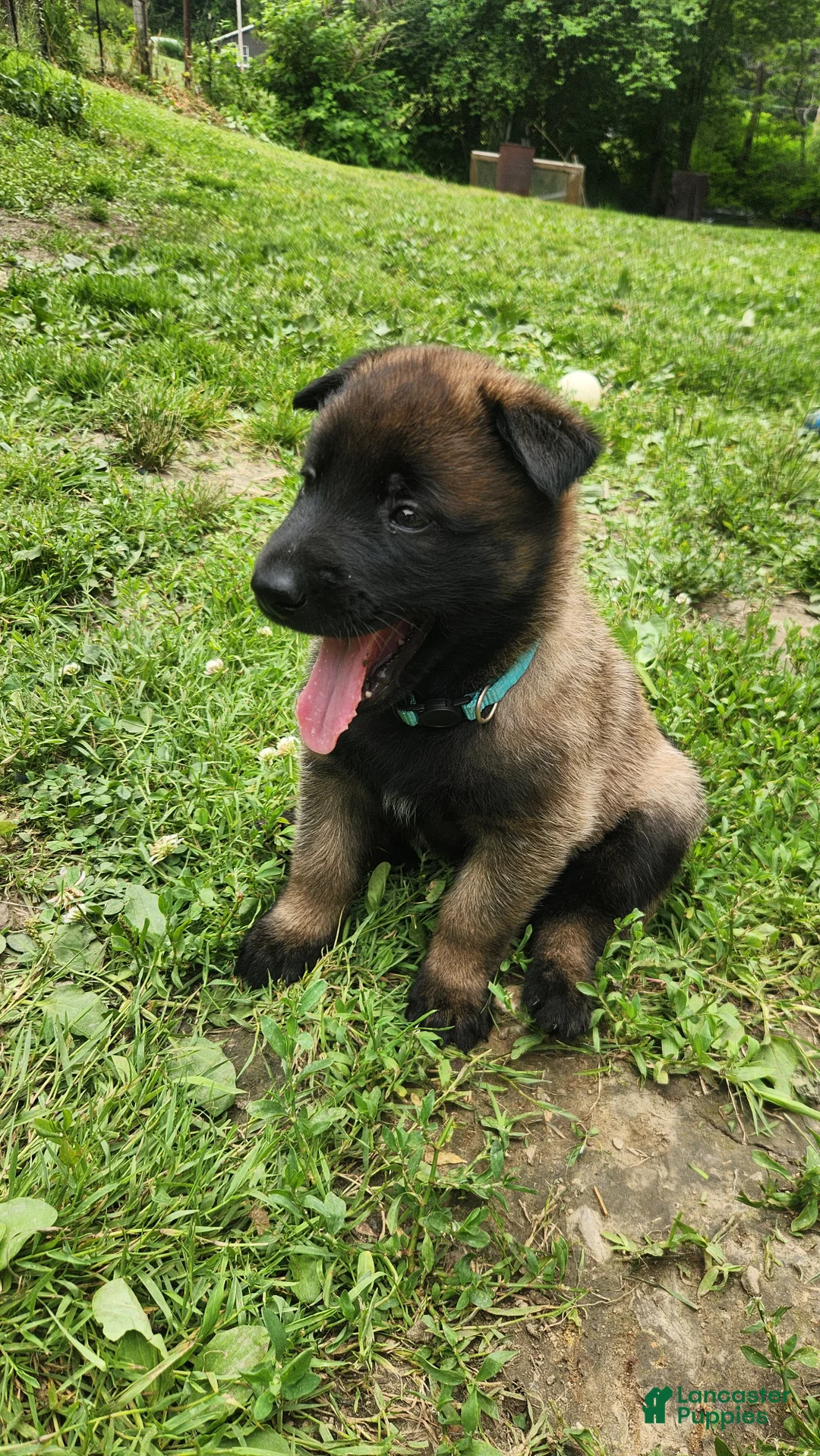 Belgian Malinois dogs for sale: Echo (Lt Blue) - Ad 1
