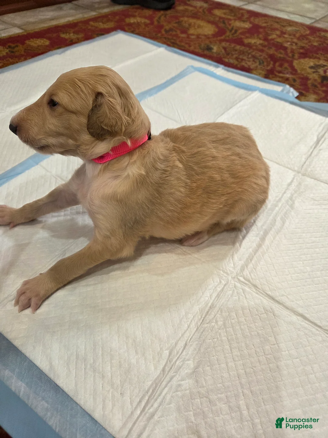 Borzoi dogs for sale: Chloe - Ad 2