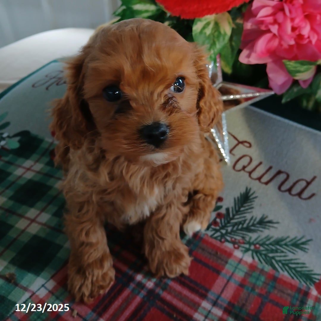 Cavapoo dogs for sale: Callie - Ad 2