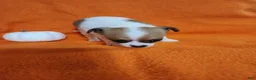 Chihuahua dogs for sale: Bandit - Ad 8