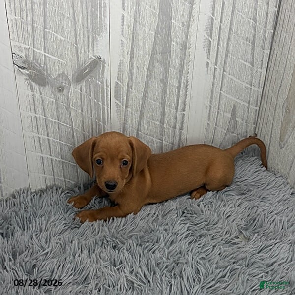 Miniature Dachshund dogs Clark - Ad 2