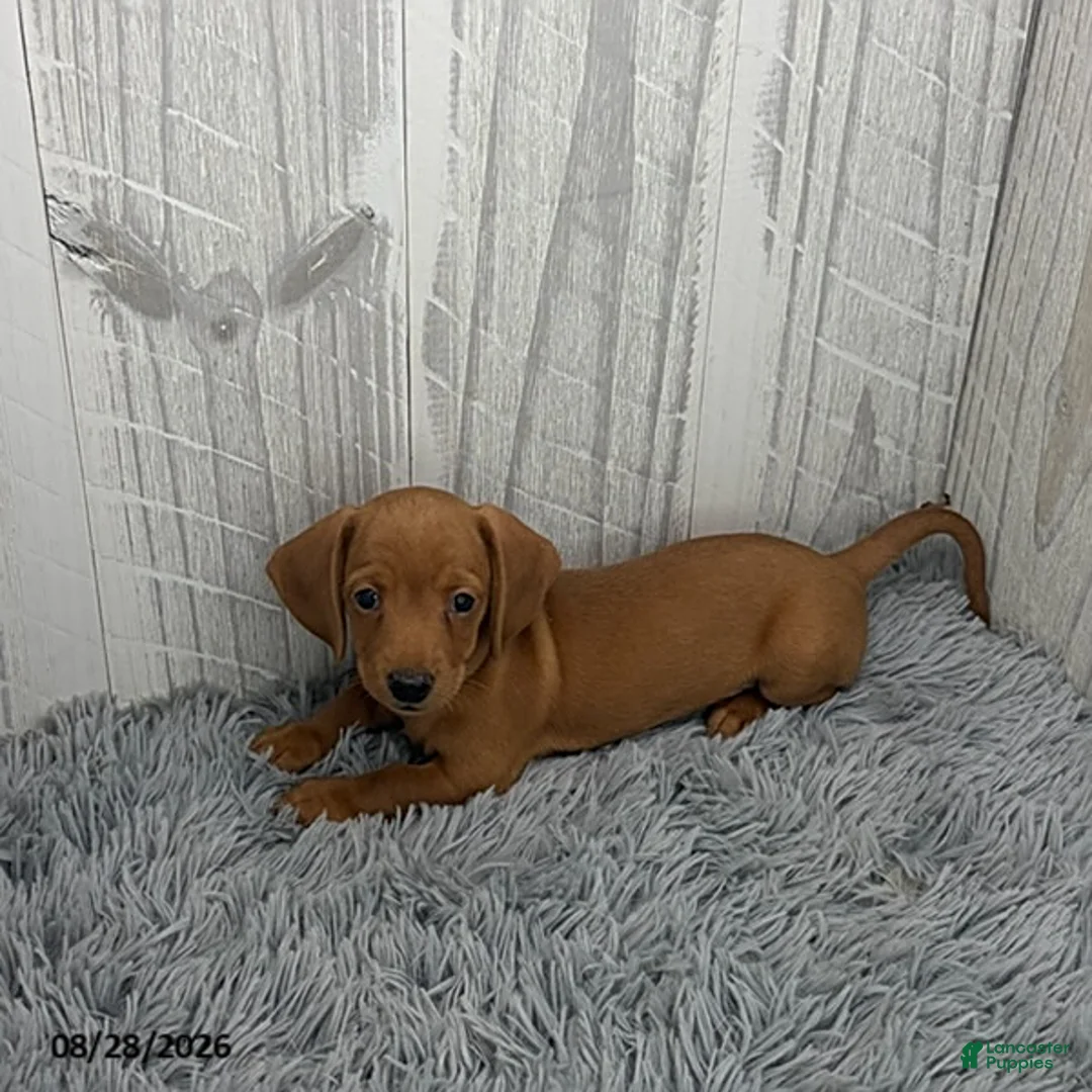 Miniature Dachshund dogs for sale: Clark - Ad 2