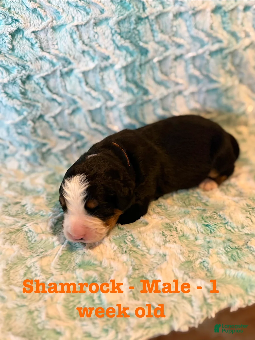 Bernese Mountain Dog dogs for sale: Shamrock - Ad 2