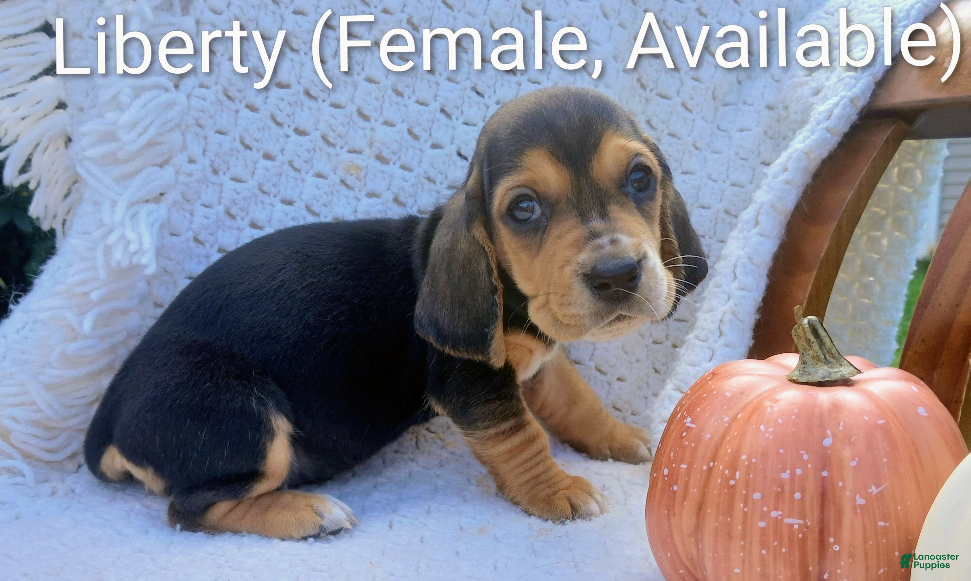 Liberty (Basset Hound, Female) in Massillon, OH