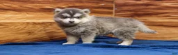 Pomsky dogs for sale: Frosty - Ad 4