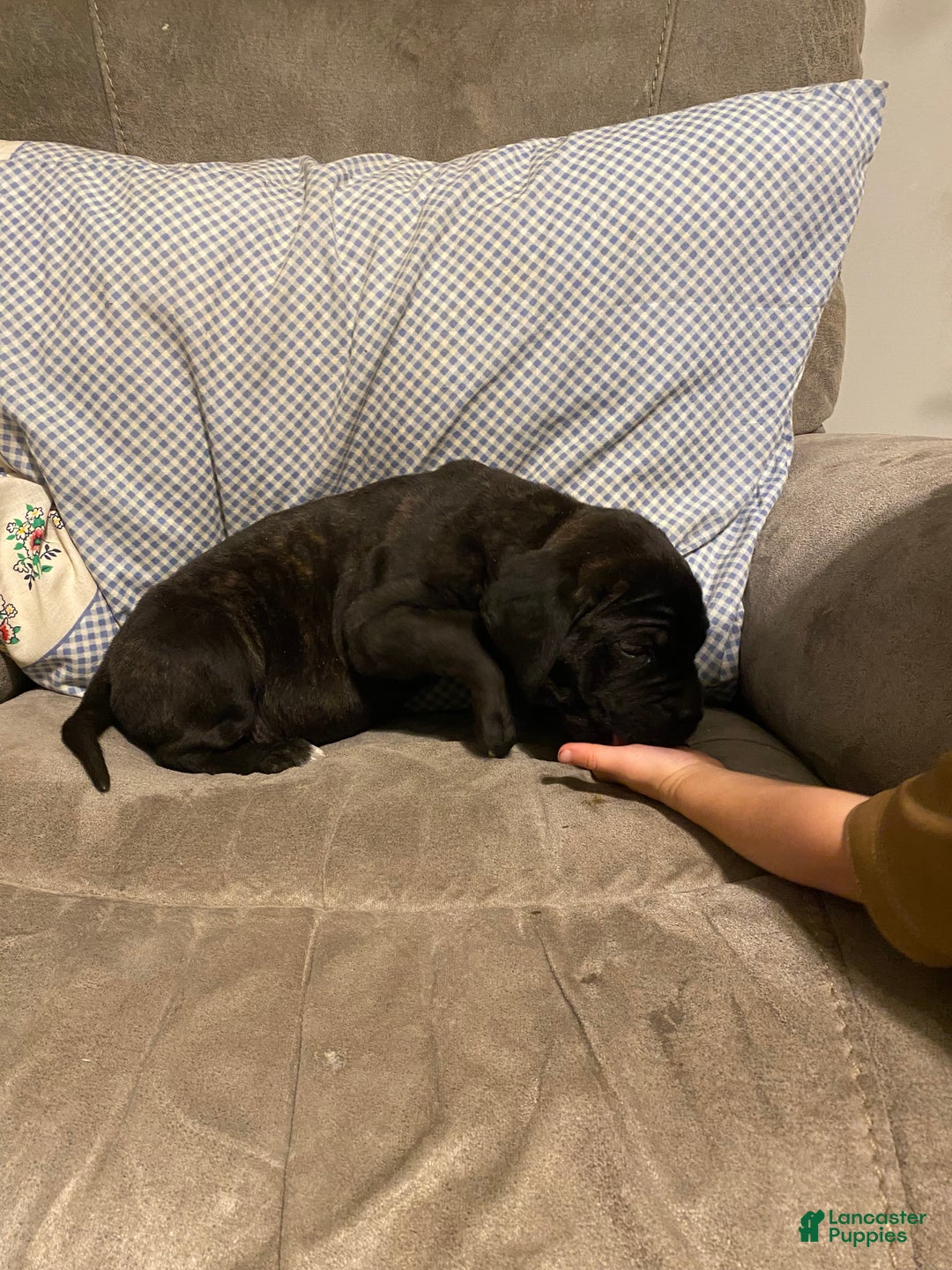 English Mastiff dogs for sale: English Mastiff Puppy 1 - Ad 3