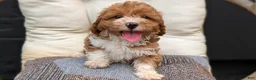 Havapoo dogs for sale: Baxter  - Ad 6
