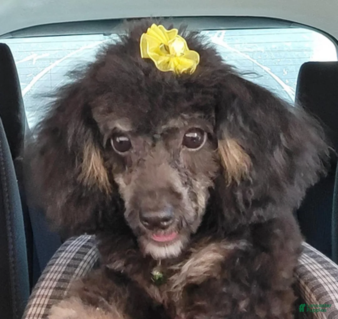 Toy Poodle dogs for sale: Asher phantom - Ad 4