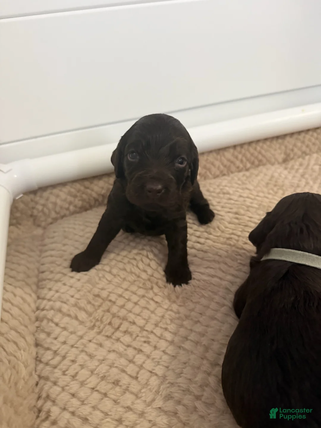 Boykin Spaniel dogs for sale: White Collar-Female - Ad 1