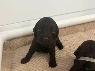 Boykin Spaniel dogs White Collar-Female - Ad 4