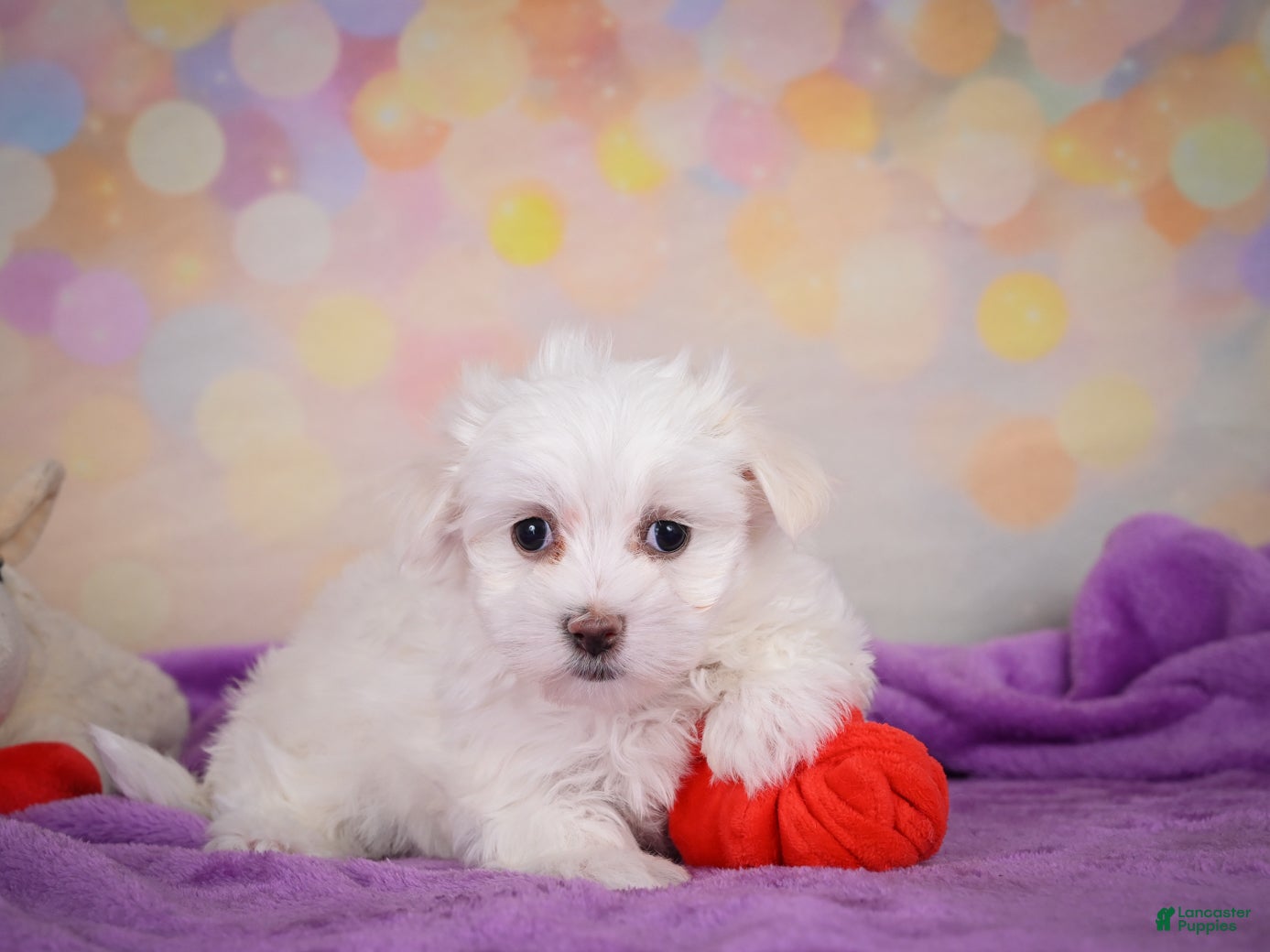 Maltese dogs for sale: Daisey - Ad 1