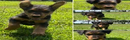 Airedale Terrier dogs for sale: Airedale Terrier 3 - Ad 4