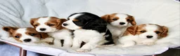 Cavalier King Charles Spaniel dogs for sale: Freckles - Ad 5