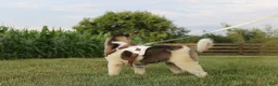 Akita dogs for sale: AKC Luna - Ad 17