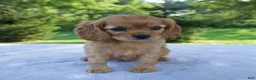 Mixed Breed dogs for sale: Roxy - Ad 5