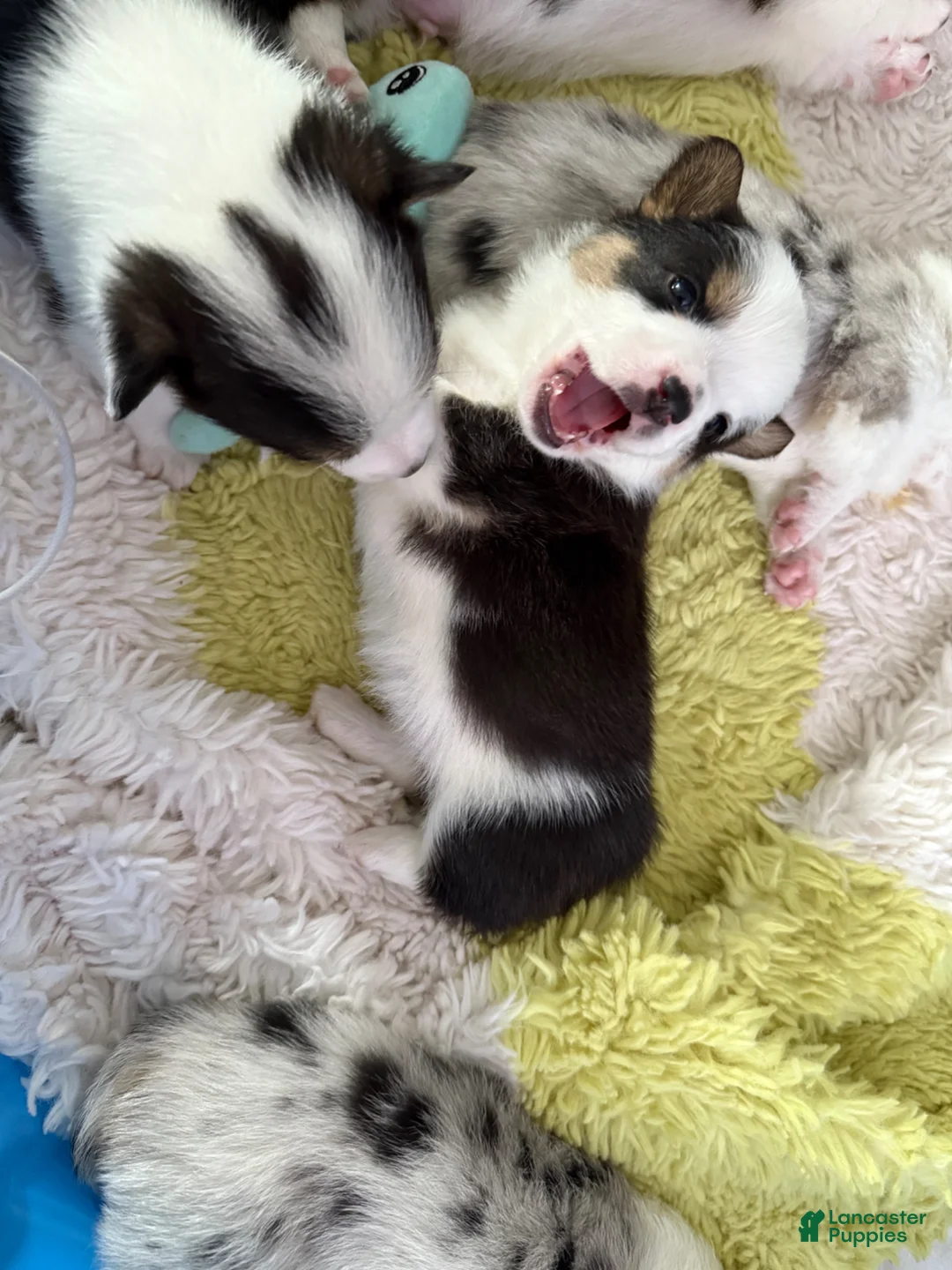 Gallery Image {{count}}