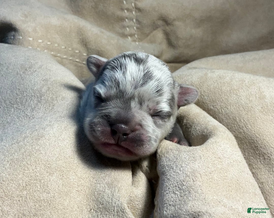 French Bulldog dogs for sale: Garmin - Ad 34