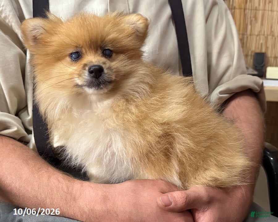 Happy (Pomeranian, Female) in Pearisburg, VA