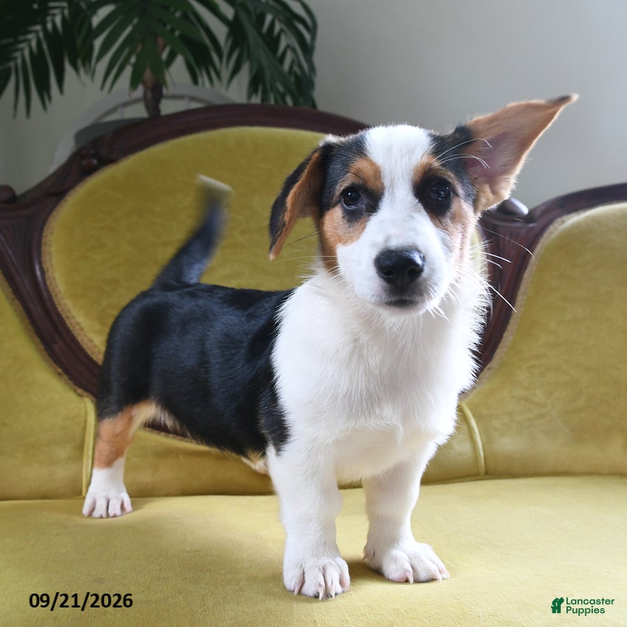 Welsh Corgi Pembroke dogs Bethany - Ad 2