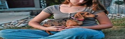 Miniature Dachshund dogs for sale: Weenie - Ad 5