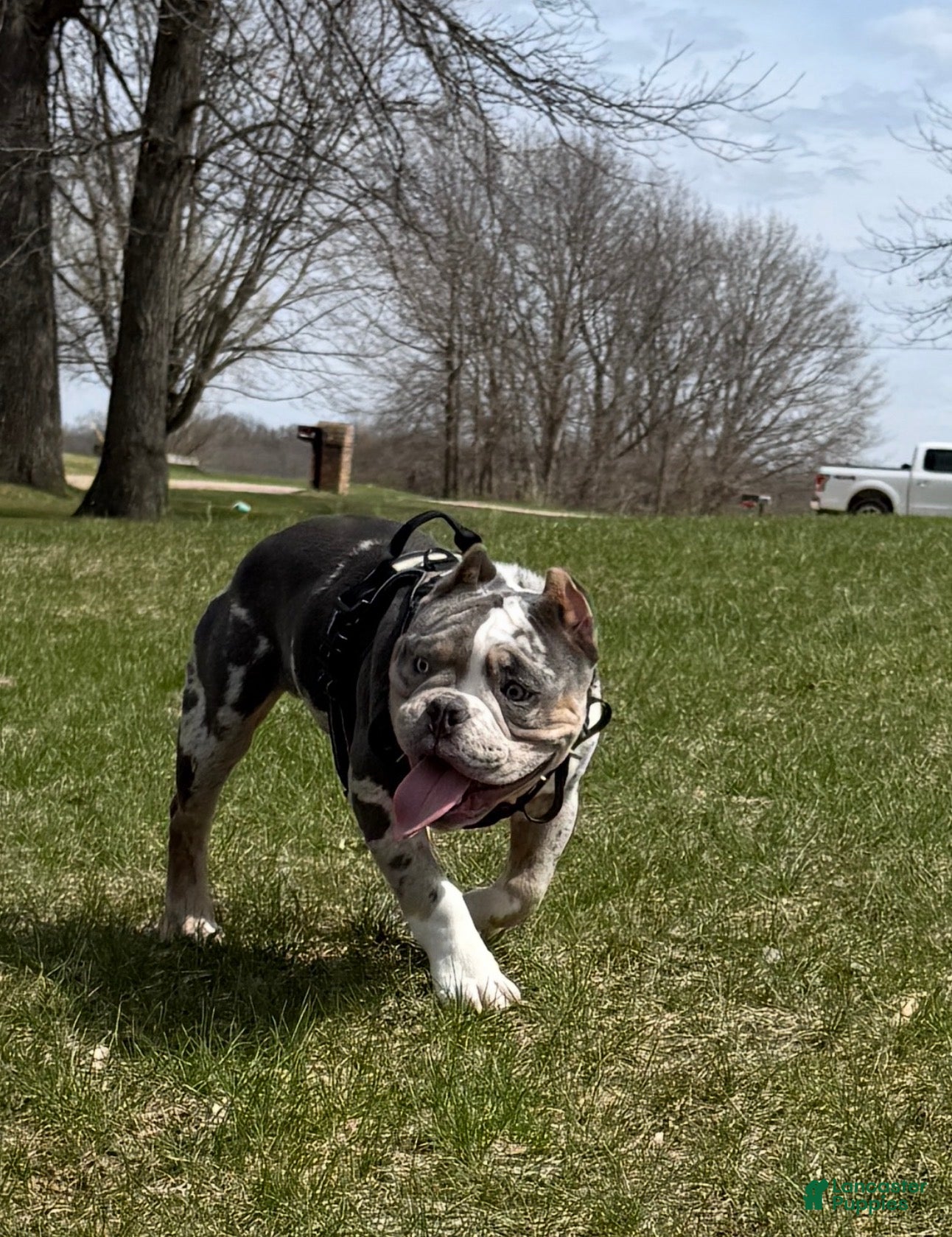 American Bully dogs Queso ABKC - Ad 13