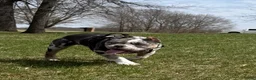 American Bully dogs for sale: Queso ABKC - Ad 1