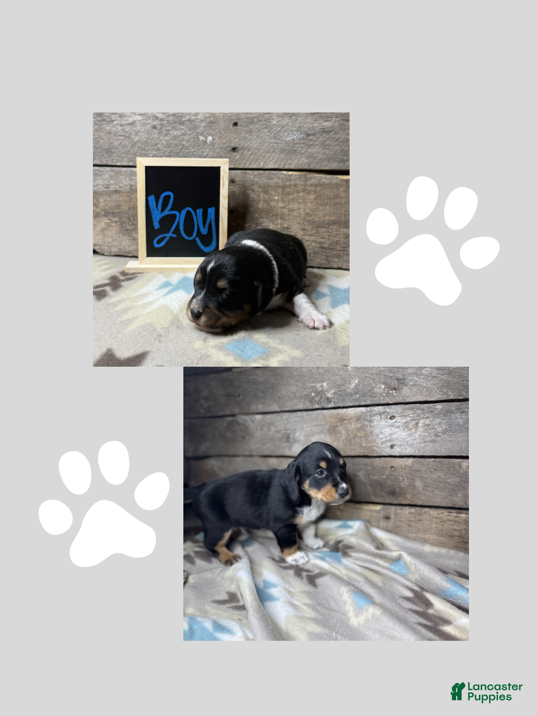 Mixed Breed dogs Mixed Breed Puppy 2 - Ad 31