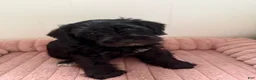 Miniature Schnauzer dogs for sale: Black  - Ad 4