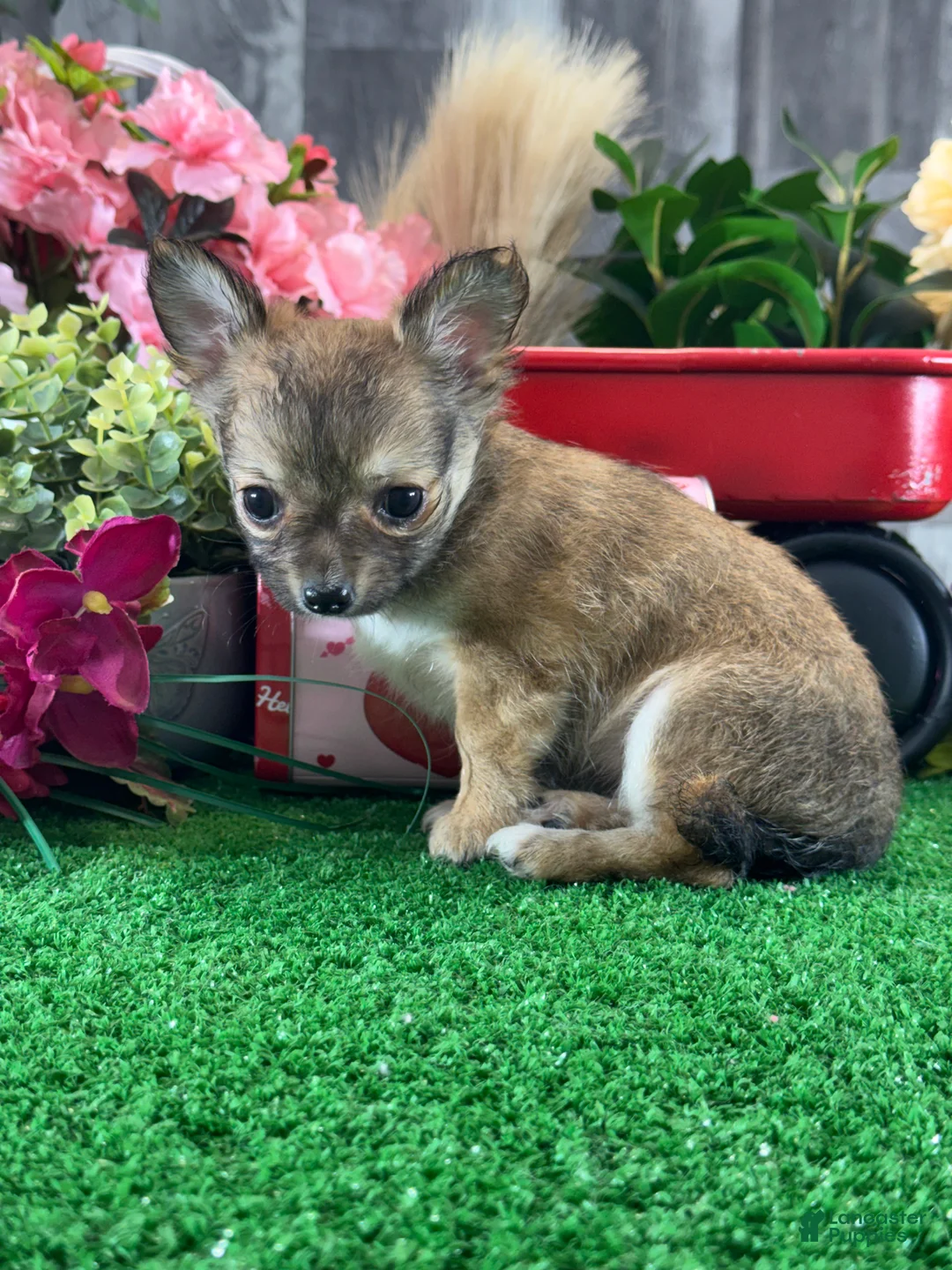 Chihuahua dogs for sale: Fiona - Ad 3