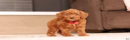 Miniature Poodle dogs for sale: Murphy (AKC) - Ad 5