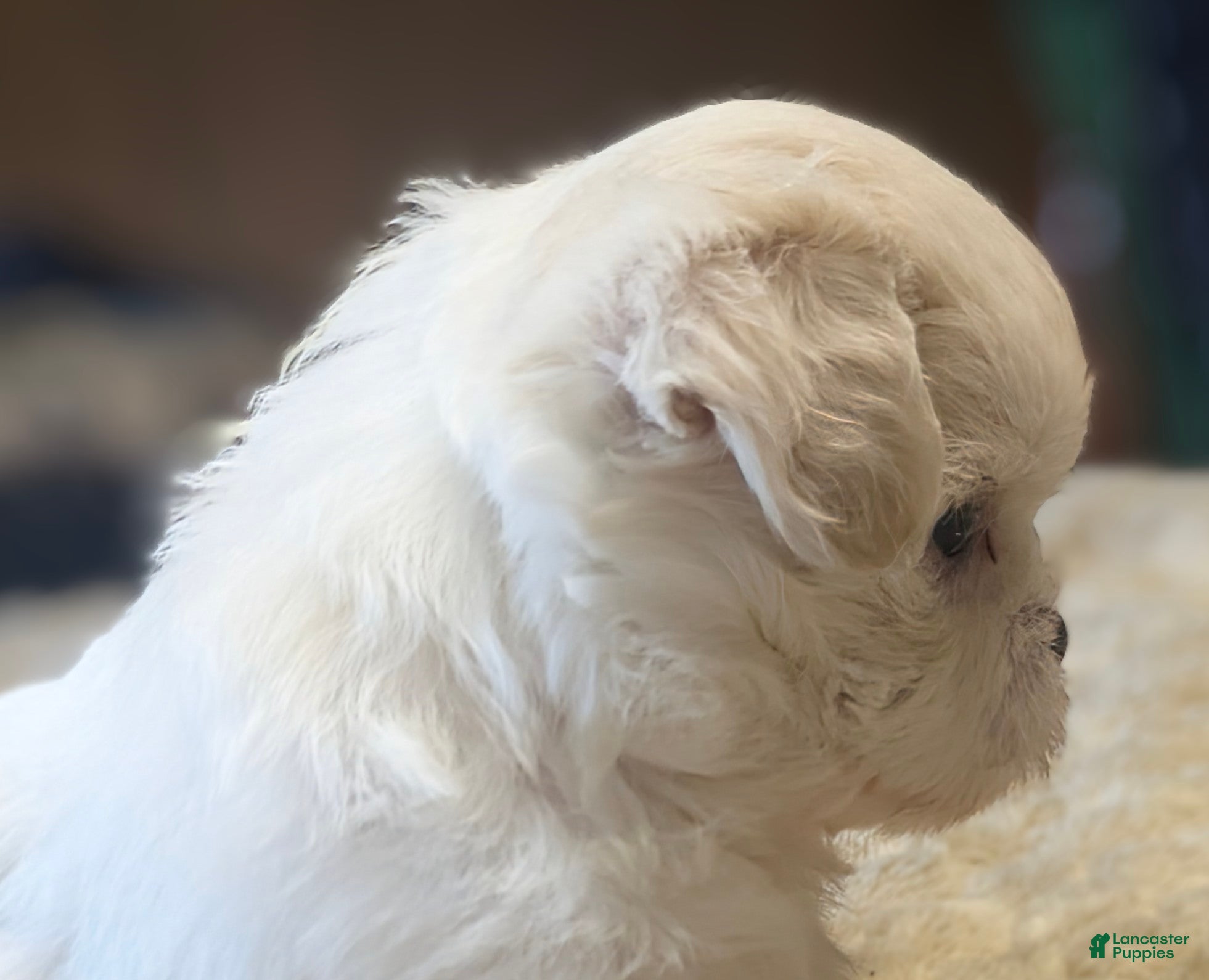 Malshi dogs Sherpa  - Ad 2