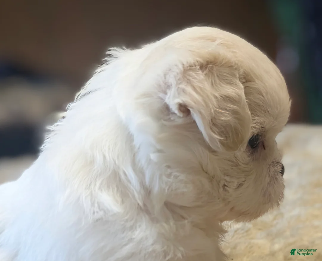 Malshi dogs for sale: Sherpa  - Ad 2