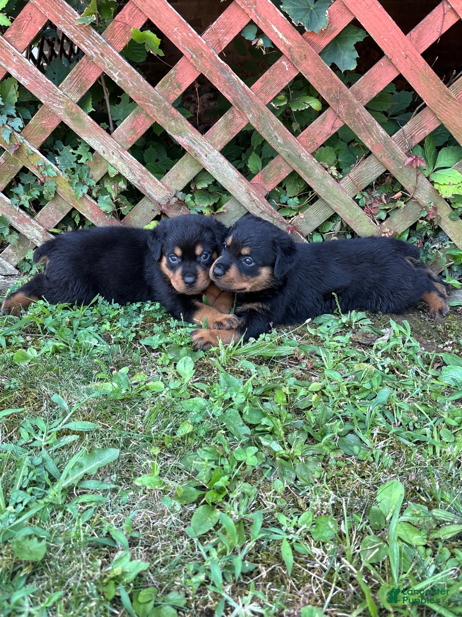 Rottweiler dogs Rottweiler 2 - Ad 5