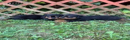 Rottweiler dogs for sale: Rottweiler 2 - Ad 1