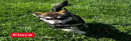 Alaskan Malamute dogs for sale: Alaskan Malamute 1 - Ad 1