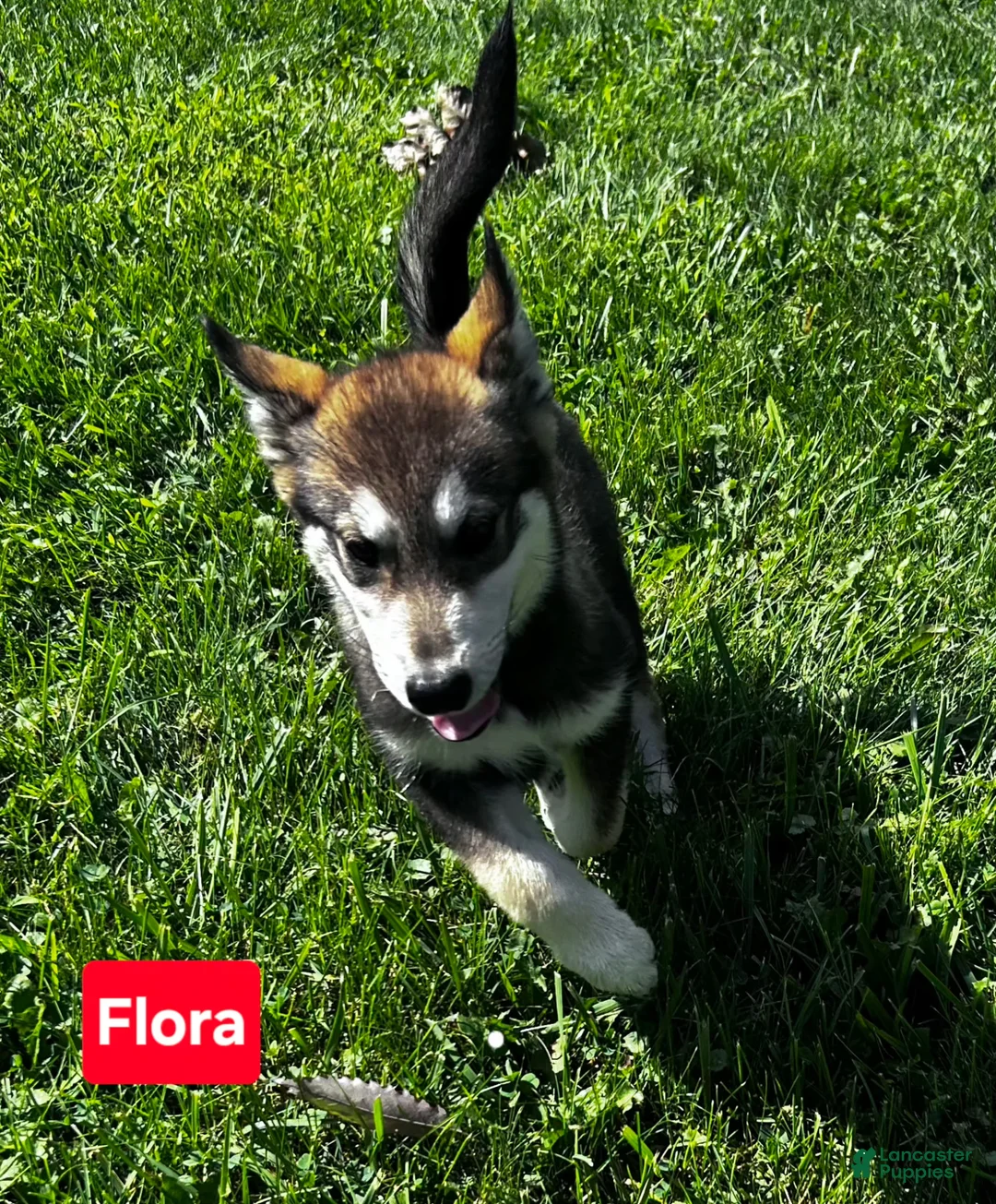 Alaskan Malamute dogs for sale: Alaskan Malamute 1 - Ad 1