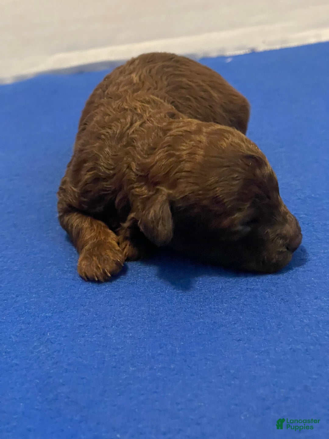 Toy Poodle dogs for sale: Toy Poodle Puppy 1 - Ad 1