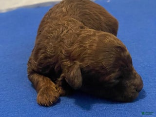 Toy Poodle dogs Toy Poodle Puppy 1 - Ad 2