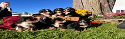 Bernese Mountain Dog dogs for sale: Roger❤️AKC Genetic Tested American Champion - Ad 4