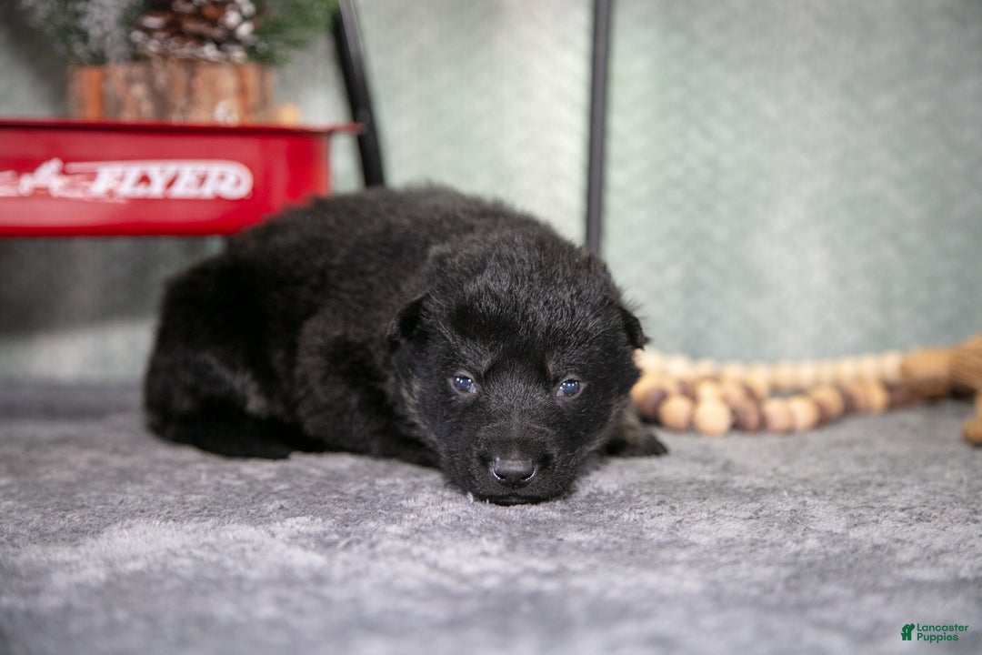 German Shepherd dogs for sale: Lincoln - Ad 3