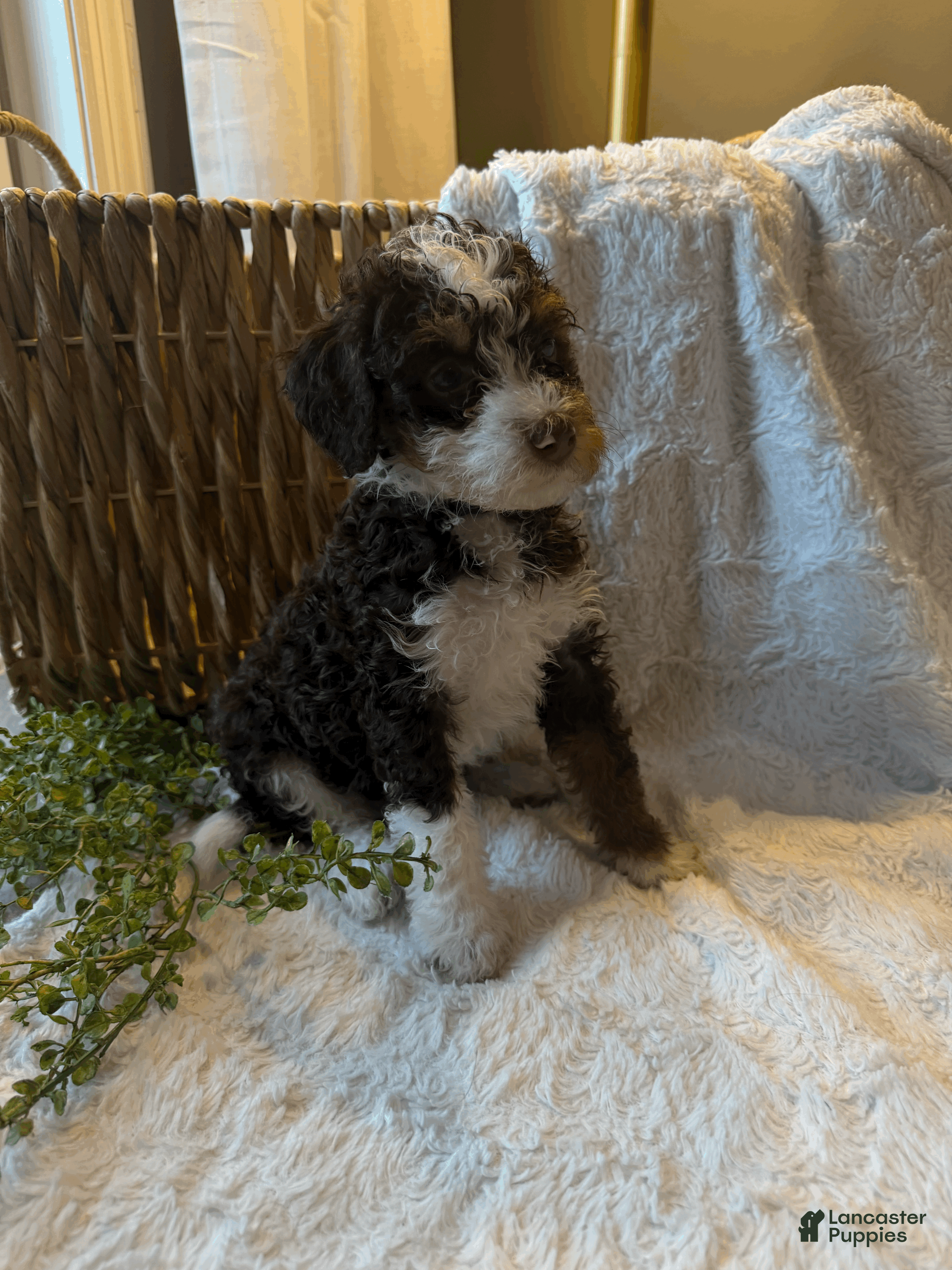 Mini Bernedoodle dogs Ella - Ad 1