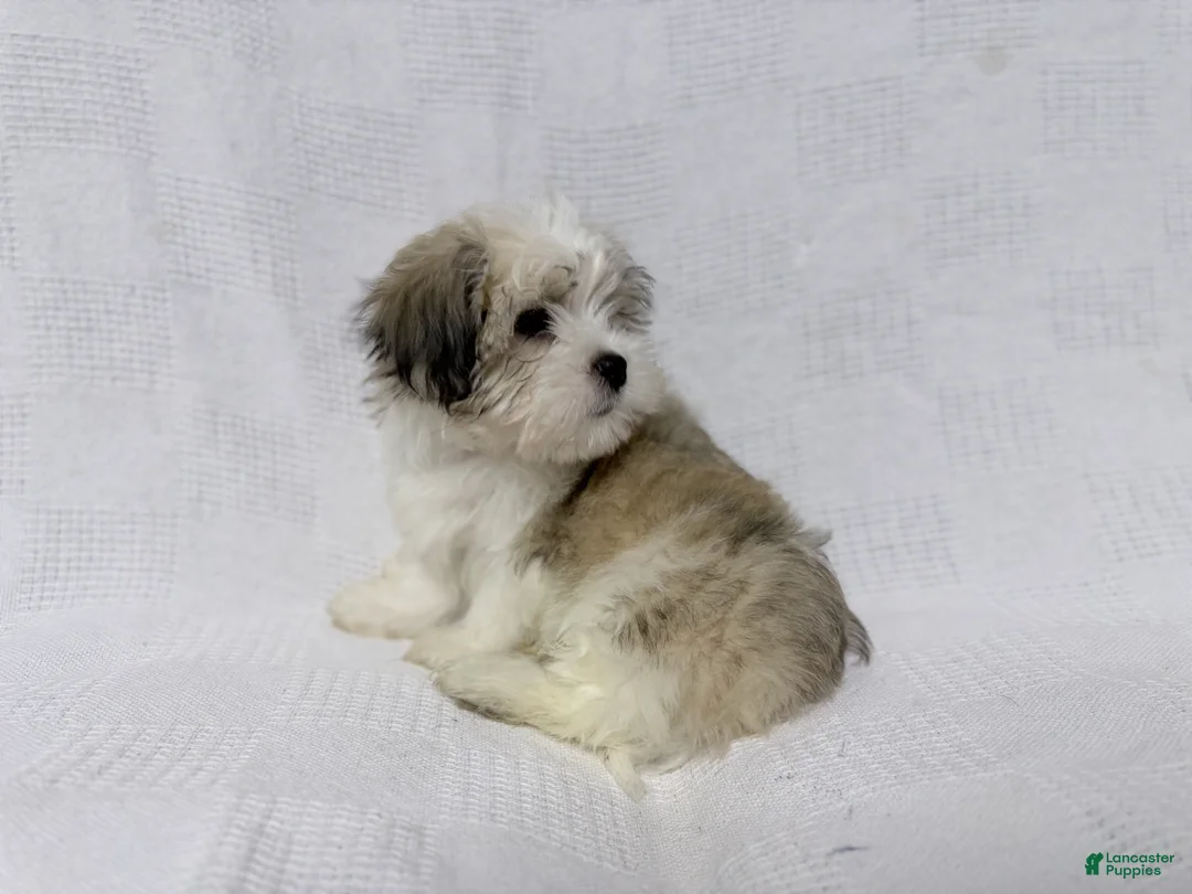 Malshi dogs for sale: Charlie - Ad 8